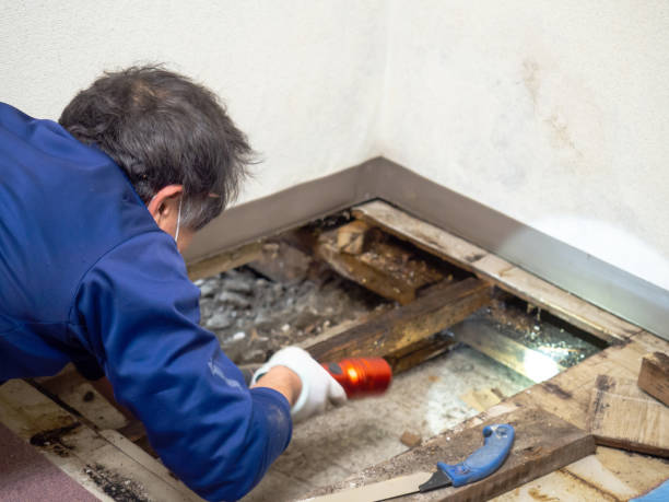 Best Crawl Space Mold Remediation in Lonville, GA