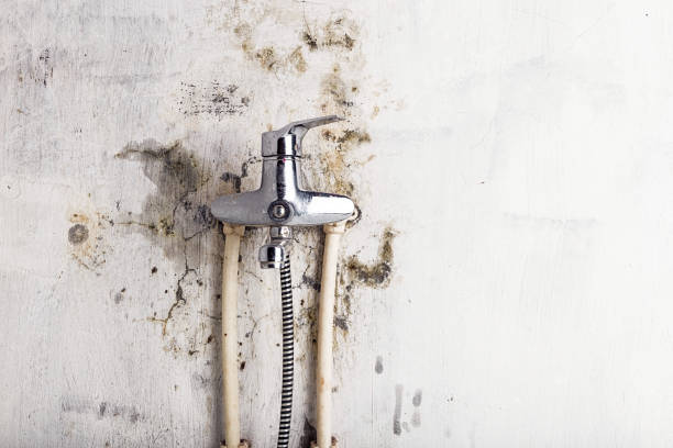 Best Residential Mold Remediation in Lonville, GA