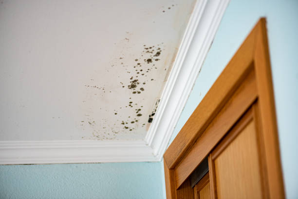Trusted Loganville, GA Mold Remediation Experts