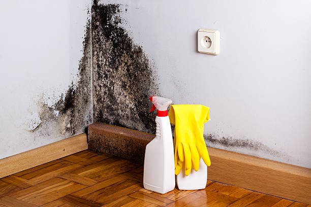 Best Health and Safety Mold Remediation in Lonville, GA
